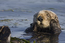Sea Otter (Enhydra lutris)grooming, Monterey Bay, California