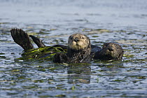 Sea Otter (Enhydra lutris) pair in kelp, Monterey Bay, California