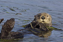 Sea Otter (Enhydra lutris) wrapped in kelp, Monterey Bay, California