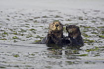 Sea Otter (Enhydra lutris) mother and pup in kelp, Monterey Bay, California