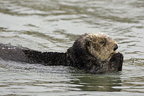Sea Otter (Enhydra lutris) swimming while trying to keep paws dry, Monterey Bay, California