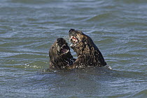 Sea Otter (Enhydra lutris) territorial males fighting, Monterey Bay, California