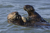 Sea Otter (Enhydra lutris) hungry three month old pup ready to snatch food from mother, Monterey Bay, California
