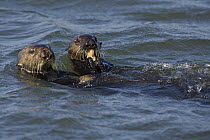 Sea Otter (Enhydra lutris) mother and three month old pup eating clam, Monterey Bay, California