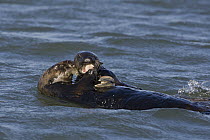 Sea Otter (Enhydra lutris) hungry three month old pup snatching food from mother, Monterey Bay, California