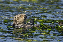Sea Otter (Enhydra lutris) wrapped in kelp, Monterey Bay, California