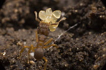 Fungus Gardening Ant (Cyphomyrmex sp) carrying fungus, Belize