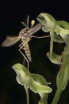 Mosquito (Aedes sp) feeding on Small Northern Bog Orchid (Platanthera obtusata) flower, Ely, Minnesota