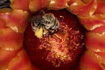 Cactus Bee (Diadasia sp) feeding on barrel cactus nectar, Tucson, Arizona