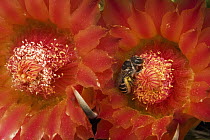 Cactus Bee (Diadasia sp) feeding on barrel cactus nectar, Tucson, Arizona