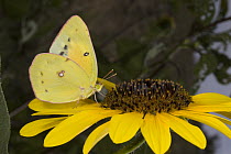 Pierid Butterfly (Phoebis sp) feeding on sunflower nectar, Sonoita, Arizona