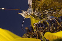 Nymphalid Butterfly (Nymphalidae) feeding on a sunflower near Sonoita, Arizona