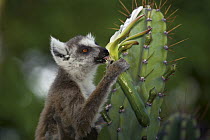 Ring-tailed Lemur (Lemur catta) eating cactus flower, Berenty, Madagascar