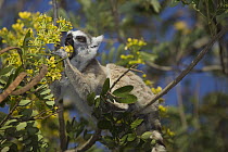 Ring-tailed Lemur (Lemur catta) feeding on flower nectar, Berenty, Madagascar