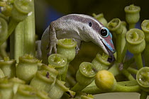 Ornate Day Gecko (Phelsuma ornata) feeding on nectar from Bois Boeuf (Gastonia mauritiana) blossoms, Mauritius