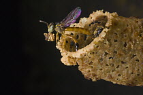 Bee (Tetragonisca angustula) exiting wax nest entrance, Santa Rita, Panama