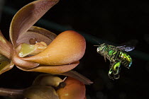 Orchid Bee (Euglossa sp) male approaching orchid, Santa Rita, Panama