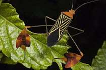 Squash Bug (Coreidae), Santa Rita, Panama