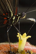 Heliconius Butterfly (Heliconius eratonia) feeding on nectar of Hot Lips (Psychotria poeppigiana) blossom, Panama
