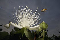 Honey Bee (Apis mellifera) approaching rare Maiapilo (Capparis sandwichiana) flower, Kauai, Hawaii