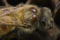 Honey Bee (Apis mellifera) infested with Honeybee Mites (Varroa destructor), the most devestating pest to honeybees worldwide.