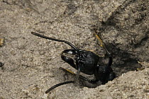 African Stink Ant (Pachycondyla tarsata) in burrow, Selinda Reserve, Okavango Delta, Botswana