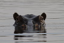 Hippopotamus (Hippopotamus amphibius), Selinda Reserve, Okavango Delta, Botswana