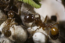 Red Imported Fire Ant (Solenopsis invicta) pair tending scale insects, Parana River, Argentina