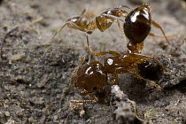 Red Imported Fire Ant (Solenopsis invicta) attacking Argentine Ant (Linepithema humile), Parana River, Argentina