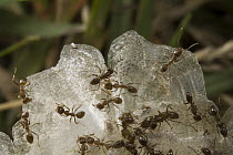 Argentine Ant (Linepithema humile) group feeding on dead fish on the river banks, Parana River, Argentina