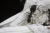 Carpenter Ant (Camponotus sp) tending scale insects, Parana River, Argentina