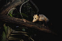Common Opossum (Didelphis marsupialis) in tree, Smithsonian Tropical Research Station, Barro Colorado Island, Panama
