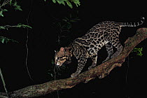 Ocelot (Leopardus pardalis) with tracking collar climbing down branch, Smithsonian Tropical Research Station, Barro Colorado Island, Panama
