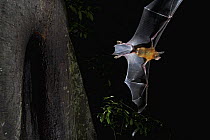 Greater Bulldog Bat (Noctilio leporinus) leaving its roost at nightfall, Smithsonian Tropical Research Station, Barro Colorado Island, Panama