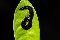 Flatworm (Dolichoplana striata) on leaf, Lambir Hills National Park, Sarawak, Malaysia