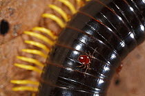 Parasitic mite on millipede, Lambir Hills National Park, Sarawak, Malaysia