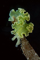 Lettuce Sea Slug (Elysia crispata), Bastimentos Marine National Park, Bocas del Toro, Panama