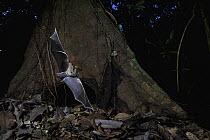 Fringe-lipped Bat (Trachops cirrhosus) leaving roost, Smithsonian Tropical Research Station, Barro Colorado Island, Panama