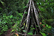Walking Palm (Socratea exorrhiza) stilt roots in rainforest, Bastimentos National Marine Park, Bocas del Toro, Panama
