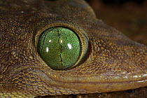 Green-eyed Gecko (Gekko smithi) with pupil fully closed, Lambir Hills National Park, Sarawak, Malaysia