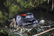 Red-billed Tropicbird (Phaethon aethereus) parent with chick in nest, Swan's Cay, Bocas del Toro, Panama