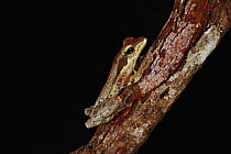 Java Whipping Frog (Polypedates leucomystax), Lambir Hills National Park, Sarawak, Malaysia