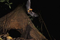 Yellow-throated Big-eared Bat (Lampronycteris brachyotis) leaving roost, Smithsonian Tropical Research Station, Barro Colorado Island, Panama