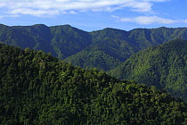 Rainforest covering mountains, Volcan Baru National Park, Bocas del Toro, Panama