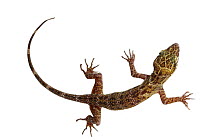 Borneo Bow-fingered Gecko (Cyrtodactylus malayanus), Lambir Hills National Park, Sarawak, Malaysia