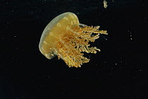 Upside-down Jellyfish (Cassiopea xamachana), Bastimentos Marine National Park, Bocas del Toro, Panama
