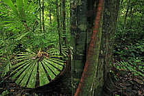 Fan Palm (Licuala sp) in rainforest, Lambir Hills National Park, Sarawak, Malaysia