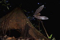 Fringe-lipped Bat (Trachops cirrhosus) leaving roost, Smithsonian Tropical Research Station, Barro Colorado Island, Panama