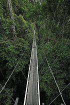 Bridge between two trees used by researchers for canopy observations, Lambir Hills National Park, Sarawak, Malaysia