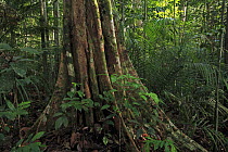 Buttress roots of a large rainforest tree, Lambir Hills National Park, Sarawak, Malaysia